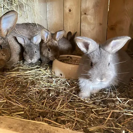 Dreyhaupt Διαμέρισμα Tegau